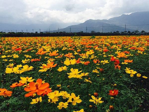 花蓮菊花田三