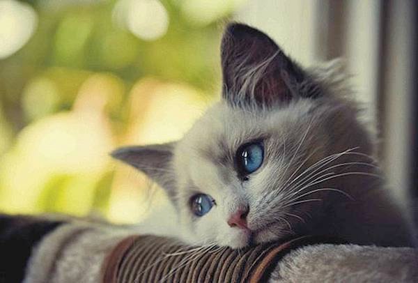 Sad-Cat-1