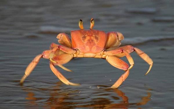 crab-3