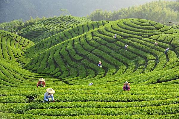 八卦茶園