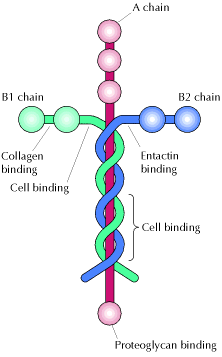 laminin.gif