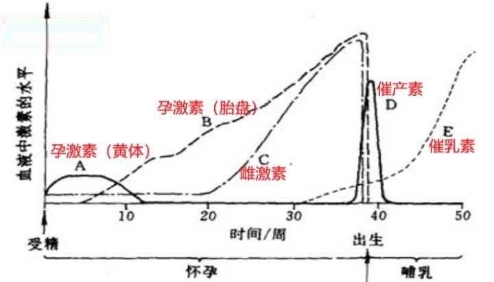 雌二醇的種類與比較 （雌激素佔據受體細胞 介導）