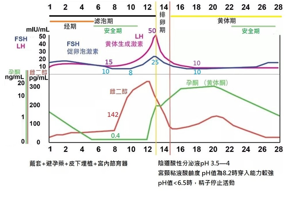 雌二醇的種類與比較 （雌激素佔據受體細胞 介導）