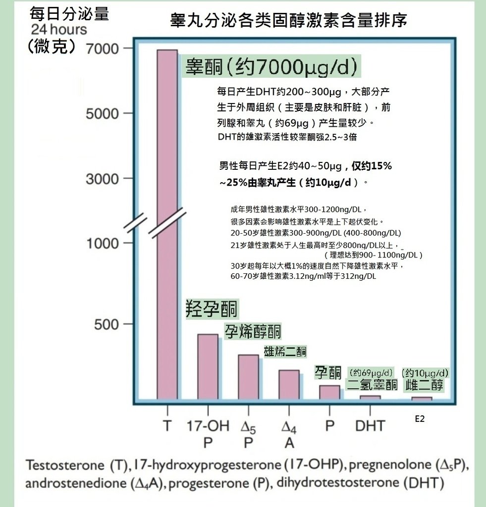 睾酮順序.jpg.clean2.jpg