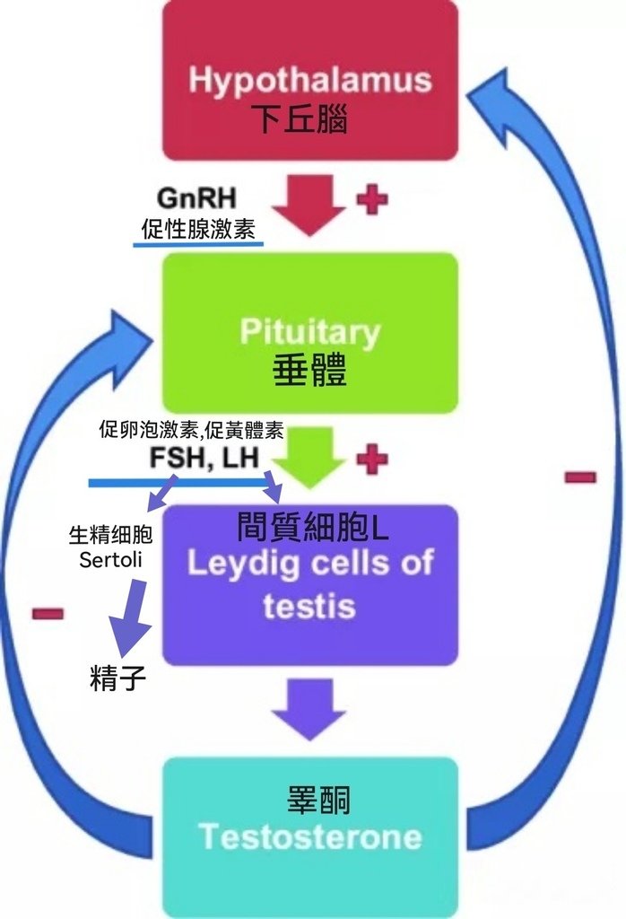 下丘腦 垂體 反饋機制圖