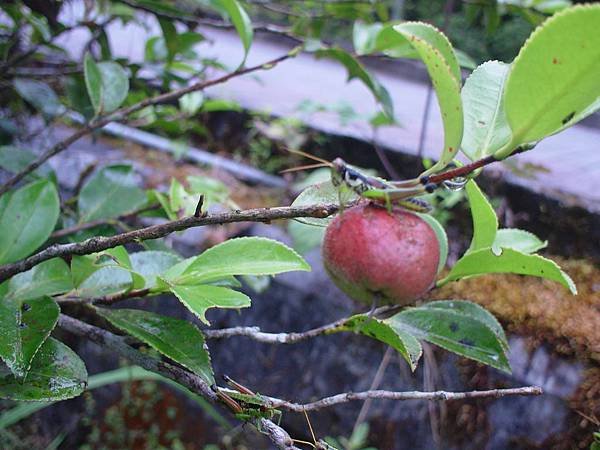 茶仔、蚱蜢~