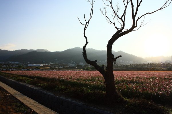 樹與花田