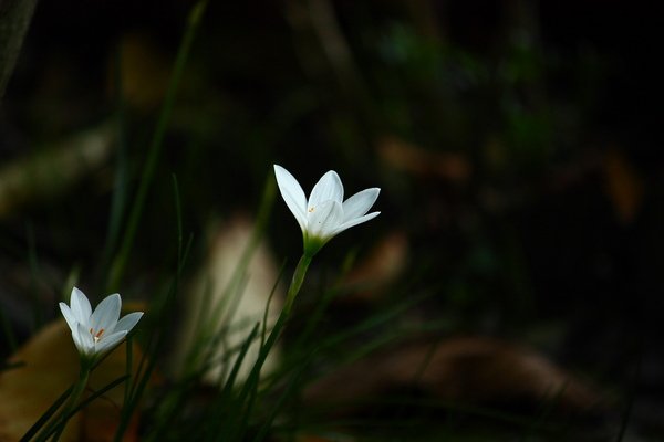 小白花