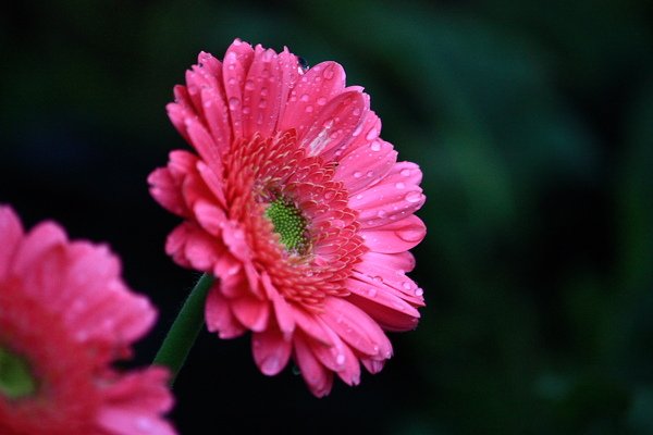 桃紅色菊花