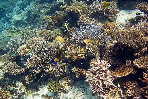 coral and colourful fish