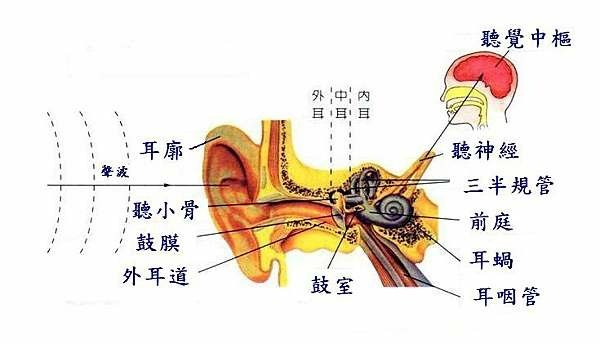 耳咽管治療.jpg