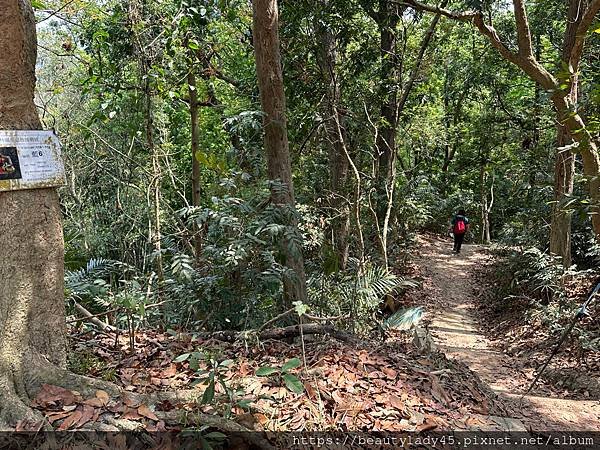 






台南新化區。「新化林場後山步道」/望見後山桃花