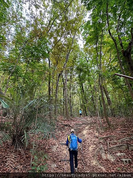 






台南新化區。「新化林場後山步道」/望見後山桃花