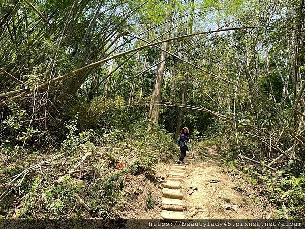 






台南新化區。「新化林場後山步道」/望見後山桃花