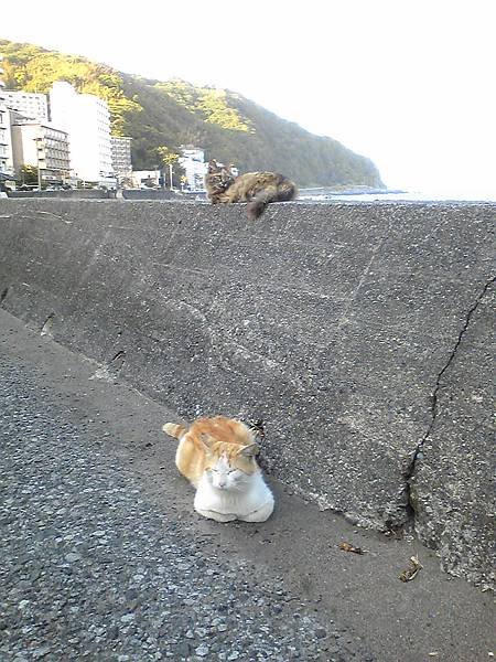 Image238.jpg