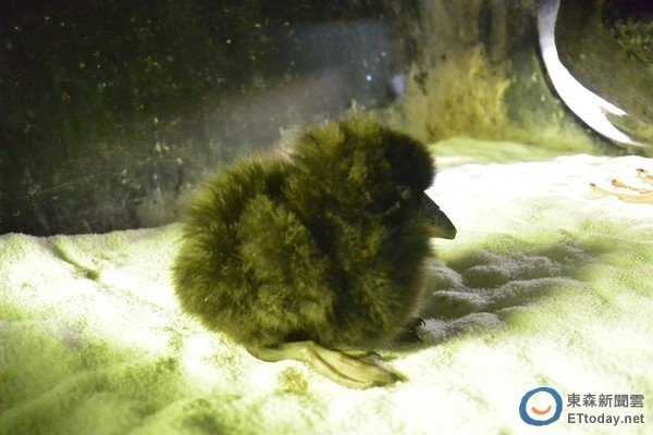 [屏東好讚!] 全球最佳水族館 屏東海生館名列亞洲第四,中港