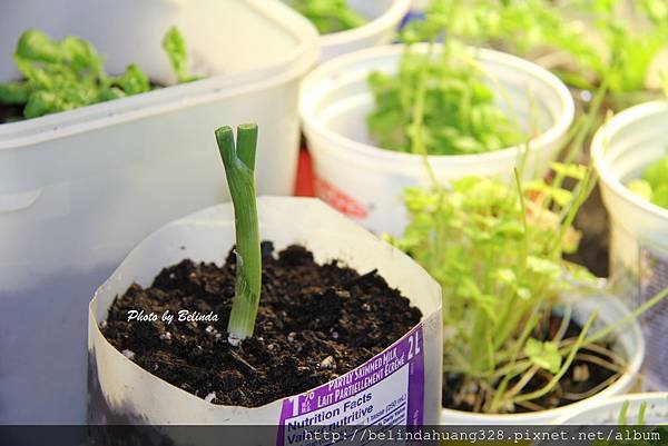 Indoor herb gardens 