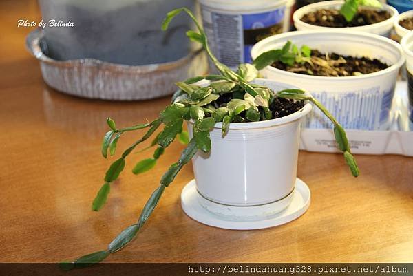 20140403聖誕仙人掌(螃蟹蘭) Christmas Cactus