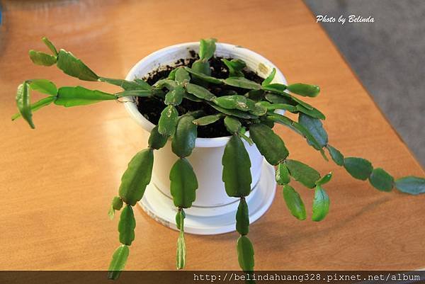 20140403可愛的聖誕仙人掌(螃蟹蘭) Christmas Cactus