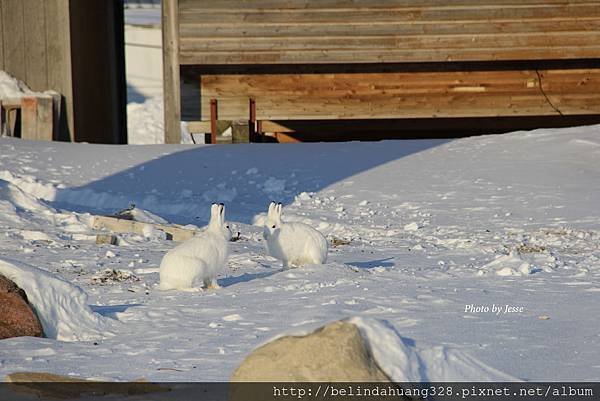 北極野兔Arctic hare~1