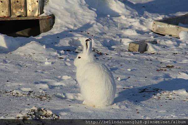 北極野兔Arctic hare~2