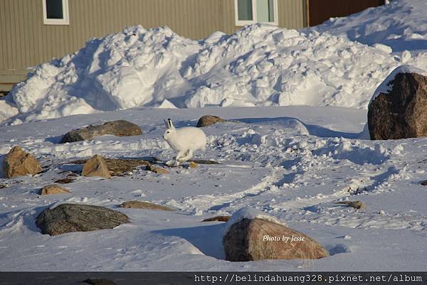 北極野兔Arctic hare~3