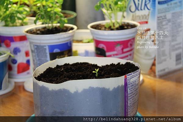 西芹根部再種植Re-growing Celery~2