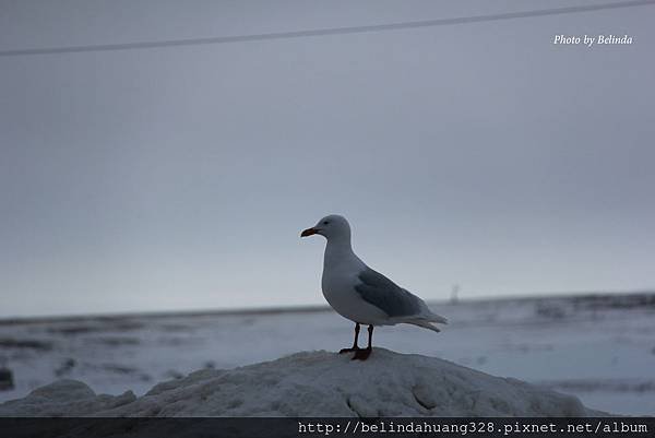 北極圈地帶的貴客-海鷗Seagull~1