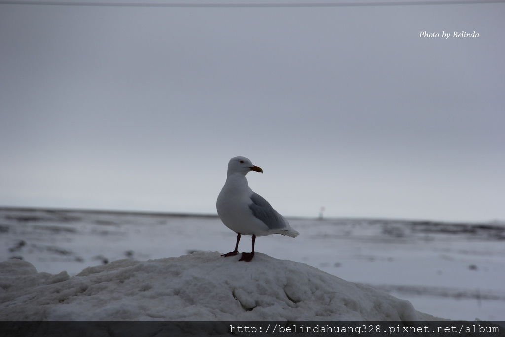 北極圈地帶的貴客-海鷗Seagull~3