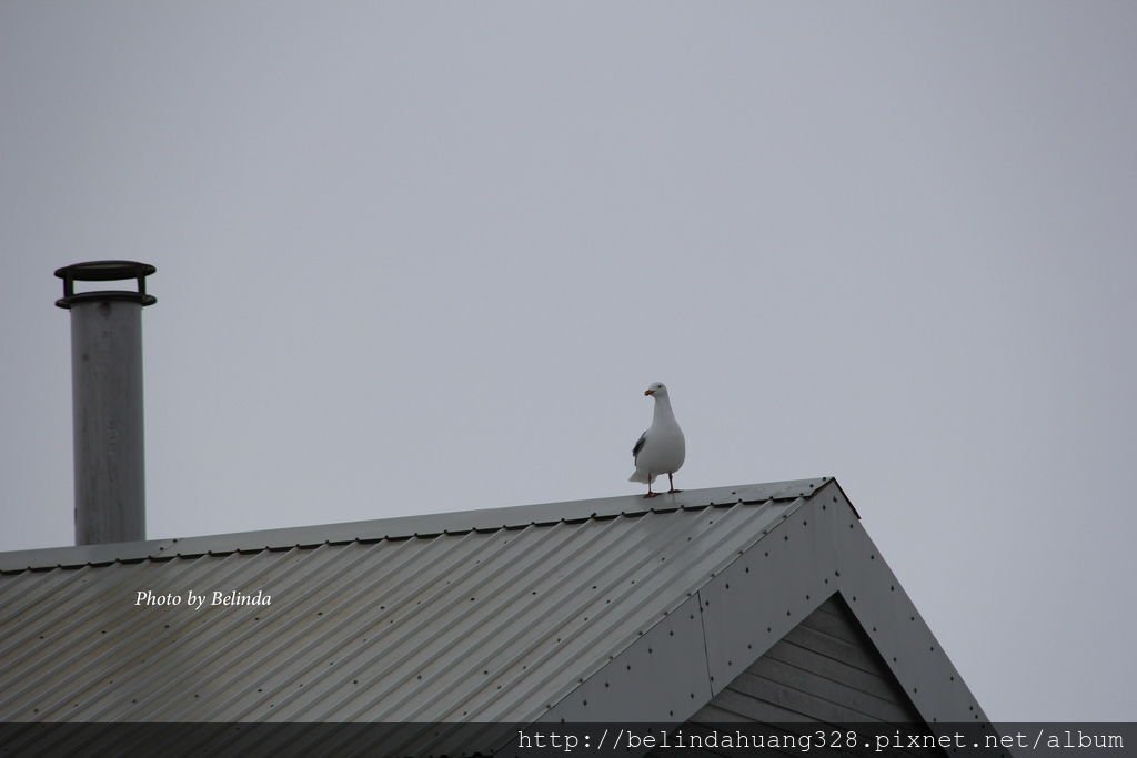 北極圈地帶的貴客-海鷗Seagull~5