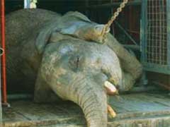 Circuses.com The Circus is No Place for Animal Abuse.jpg