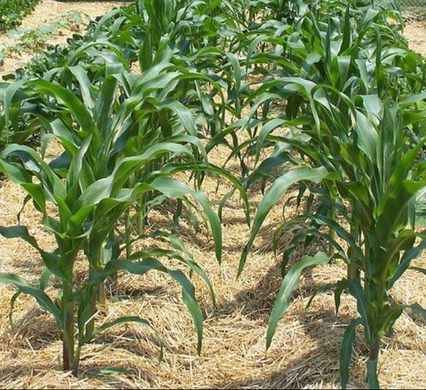 corn with straw.jpg