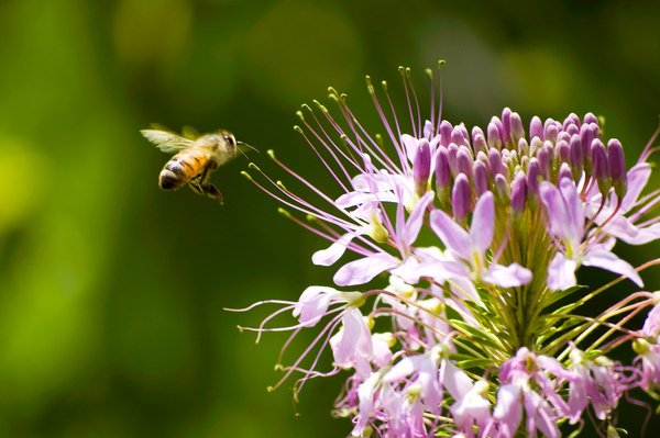 organic flowers bugs 5.jpg