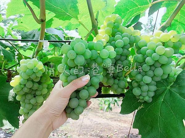 WeChat Image_20190810172341.jpg