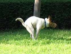 250px-Dog_defecation_1.jpg