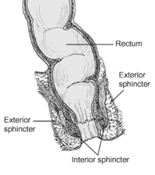 220px-Anorectum.gif