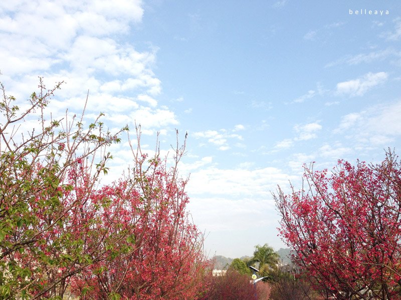 2015.02.22 台中市太平區麗園公園