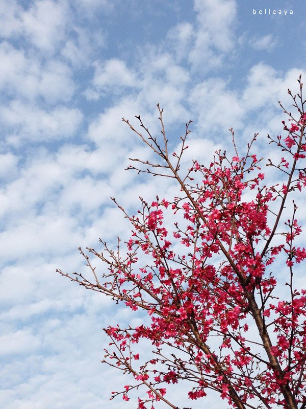 2015.02.22 台中市太平區麗園公園