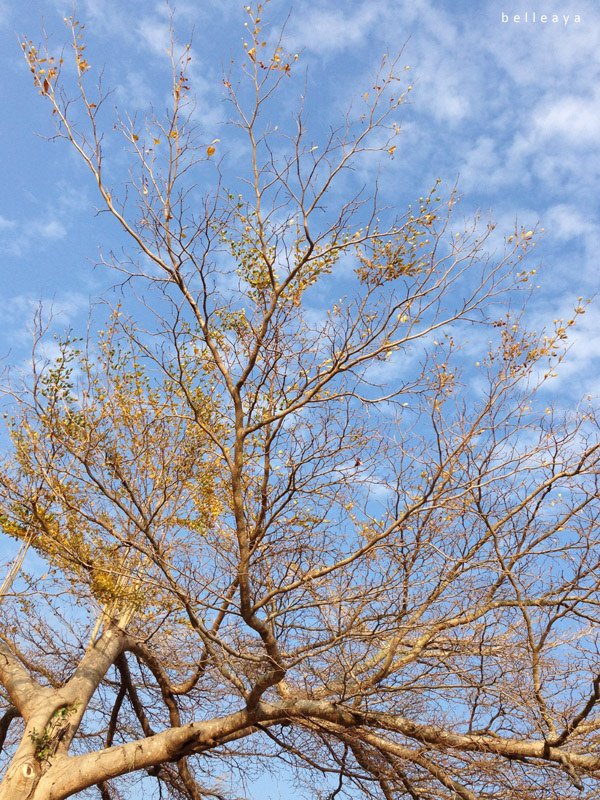 2015.02.22 台中市太平區麗園公園