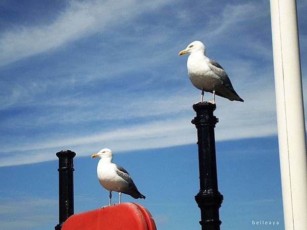 [英國] Brighton Pier