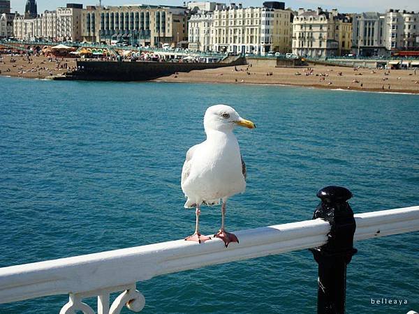 [英國] Brighton Pier