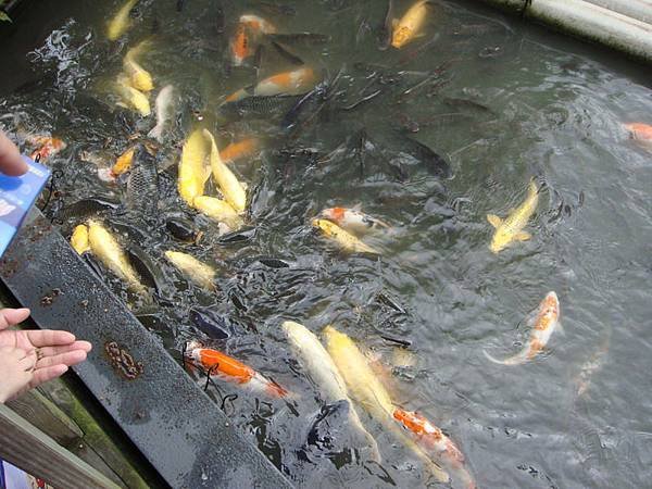 八甲魚餐廳_03.JPG