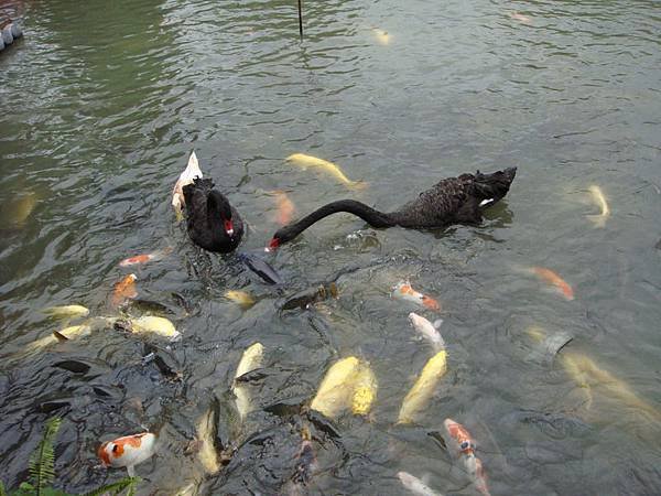 八甲魚餐廳_06.JPG