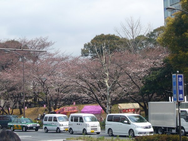 旁邊的小公園也有美麗的櫻花