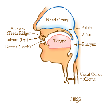 vocal_organs