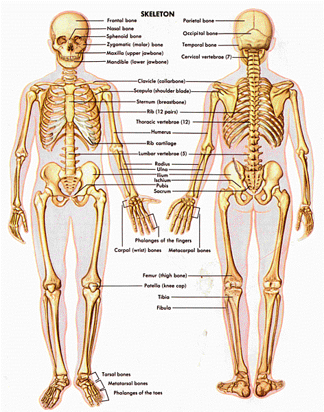 female-body-part-photo-and-name-skelatal-system