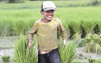 熱浪野火與洪患肆虐北半球小麥產地，促使糧食進口國尋求替代主食，稻米行情蠢蠢欲動。（路透）.jpg