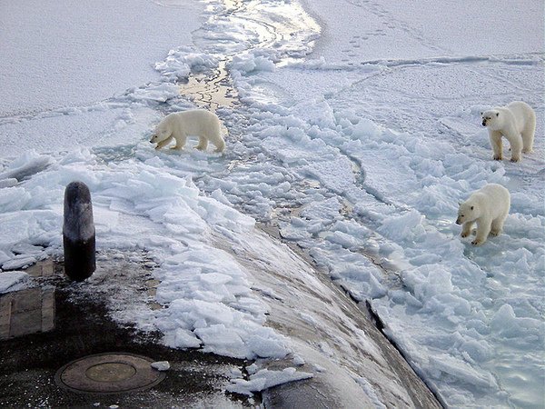 Polar bears photo by wikipedia.jpg