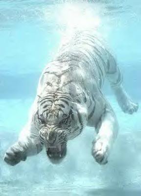 tiger by  photobucket.jpg