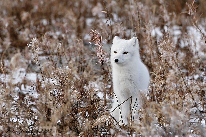 Arctic_Fox_5370.jpg